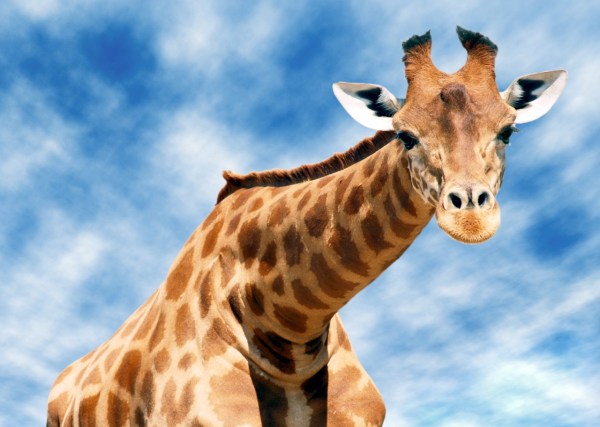 Giraffe neck